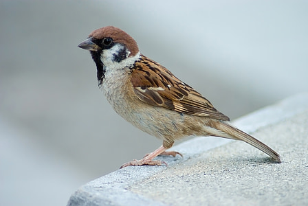 tree sparrow, bird, perched, ledge, common, wildlife, nature