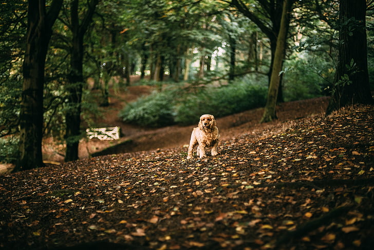 autumn leaves, canine, cocker spaniel, dawn, daylight, dog, fall