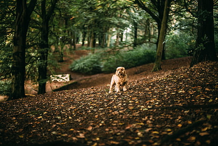 folhas de outono, canino, cocker spaniel, amanhecer, luz do dia, cão, Outono