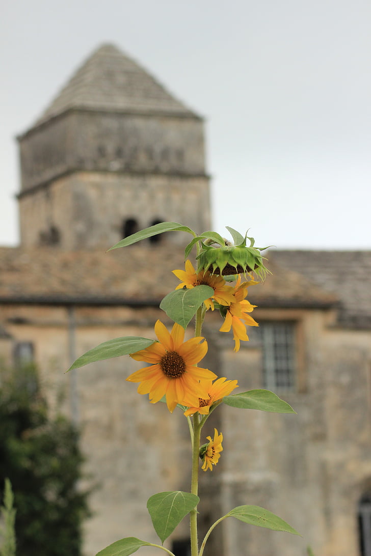 sunflowers, st remy, provence, abbey, van gogh