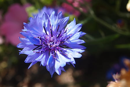 cornflower, summer, nature, garden plant, bloom, purple, flower