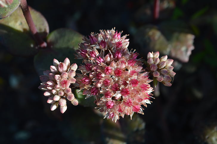 Stenurt (Hylotelephium), blomst, blomster, saftige, Sedum, Nærbillede, haven