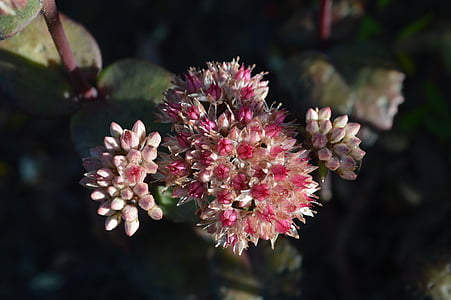Hylotelephium, λουλούδι, λουλούδια, χυμώδεις, sedum, κινηματογράφηση σε πρώτο πλάνο, Κήπος