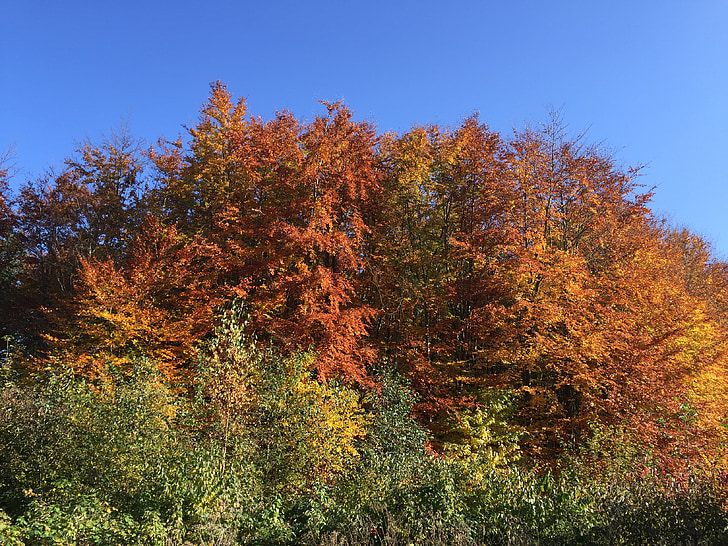 autumn, colorful leaves, golden autumn, fall color, trees