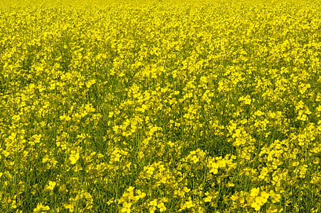 canola, field, yellow, agriculture, rural, landscape, countryside