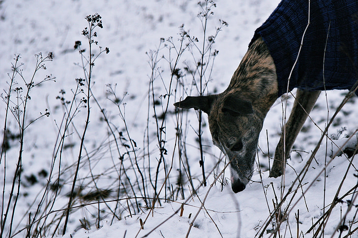 hond, sneeuw, jagen, Scrub, snuiven, hond in de sneeuw, wit
