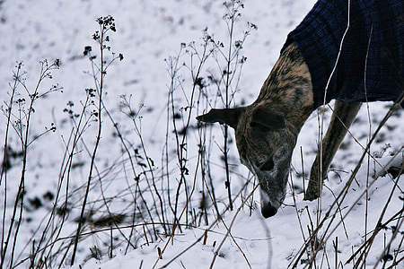 con chó, tuyết, đi săn, chà, đánh hơi, con chó trong tuyết, trắng