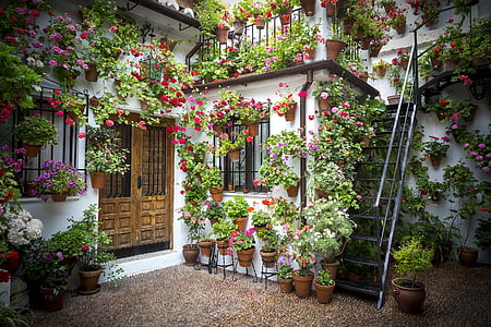 саксии, вътрешен двор, андалуски двор, саксийни растения, Испания, природата, листа