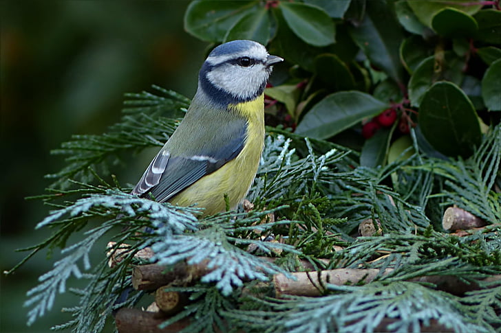 uccello, Songbird, tit, tit blu, Cyanistes caeruleus, giardino, foraggiamento