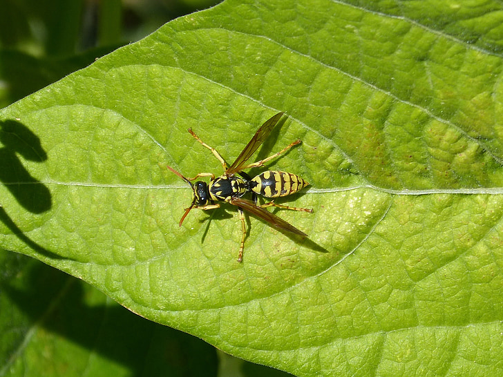 wasp, leaf, detail, sting, dive, insect