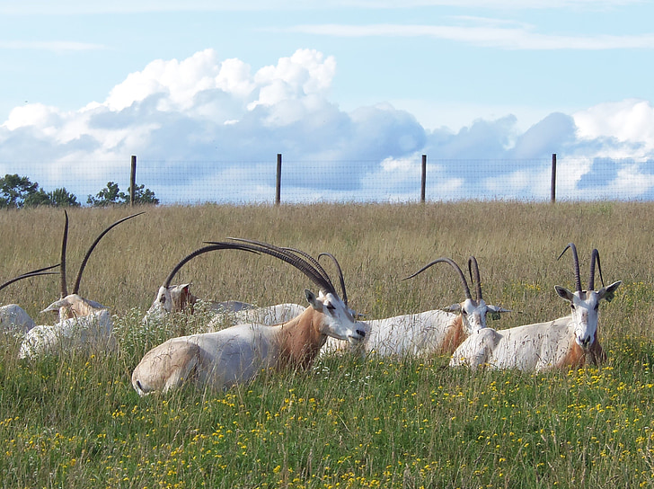 Oryx, Scimitar-gehoornde oryx, de wildernis, bedreigde, hoorns, Antelope, dieren in het wild