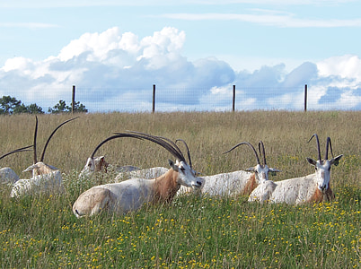 Oryx, oryx Scimitar-Cornuto, terre selvagge, in via di estinzione, corni, antilope, fauna selvatica