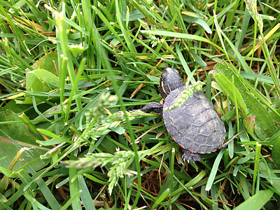 turtle, grass, baby, nature, wildlife, shell, green