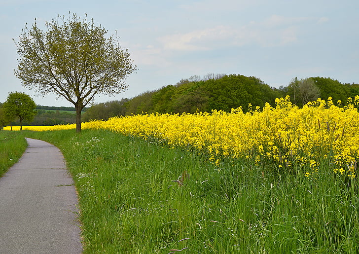 ainava, Pavasaris, stiebrzāles, velosipēdu ceļš, daba, rapša, dzeltena