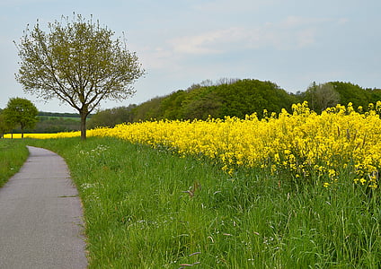 조 경, 봄, 잔디, 자전거 경로, 자연, oilseed 강간, 노란색