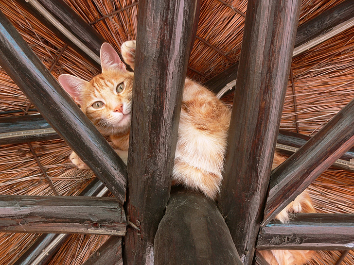 cat, ginger, paws, rafters, high, fur