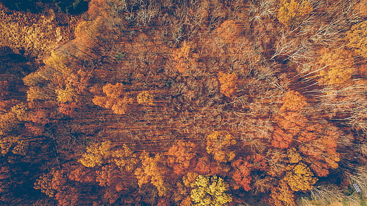 nature, trees, woods, autumn, orange, forest, fall