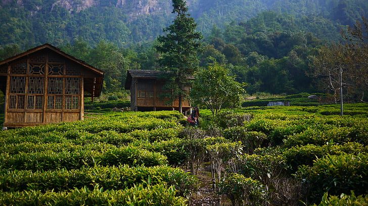 tea garden, hillside, tea house, nature, agriculture, asia, farm