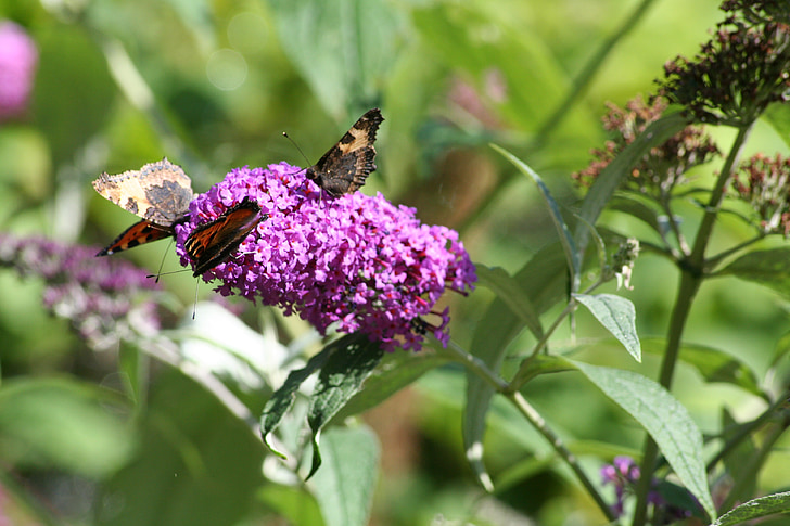 Butterfly bush, Sommerfugler, hage