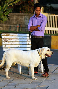 gos, Labrador, blanc, passejar el gos, animal de companyia, animal, canina
