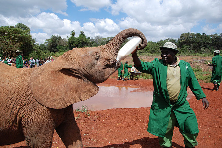 Gajah, bayi, Makan, susu, botol, Ranger, Nairobi