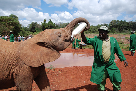 Słoń, dziecko, karmienie, mleko, butelka, Ranger, Nairobi
