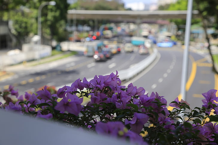 kukka, Violet, Singapore, liikenne