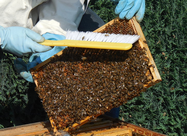 medium wall, bees, hive, honey, beekeeper, work, prey