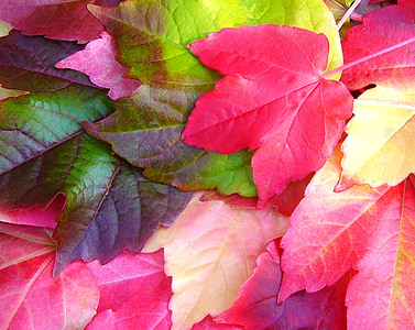 Parthenocissus quinquefolia, Vildvin, falder, efterår, farverige, blade, bladet farve