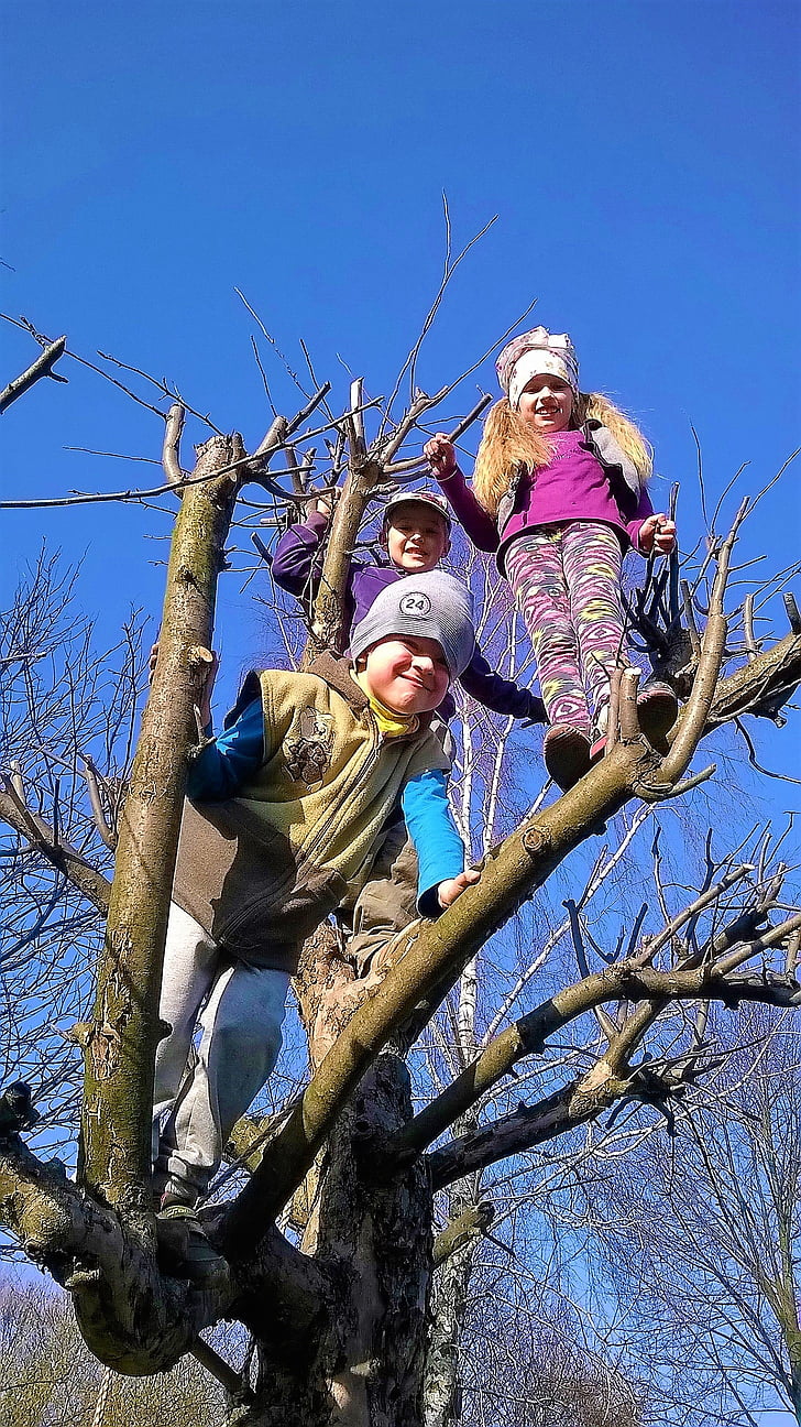 plezanje, otroci, zabavno, drevo, igrišče, otrok, plezanje za otroke