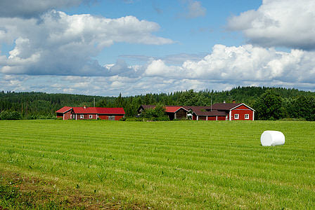 핀란드, 농장, 숲, 건초