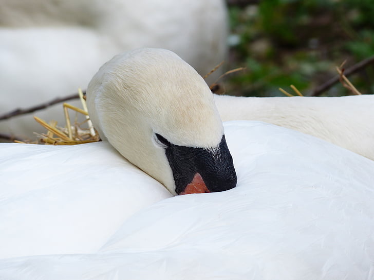 Swan, sömn, resten, rasen, boet, swan's nest, djur