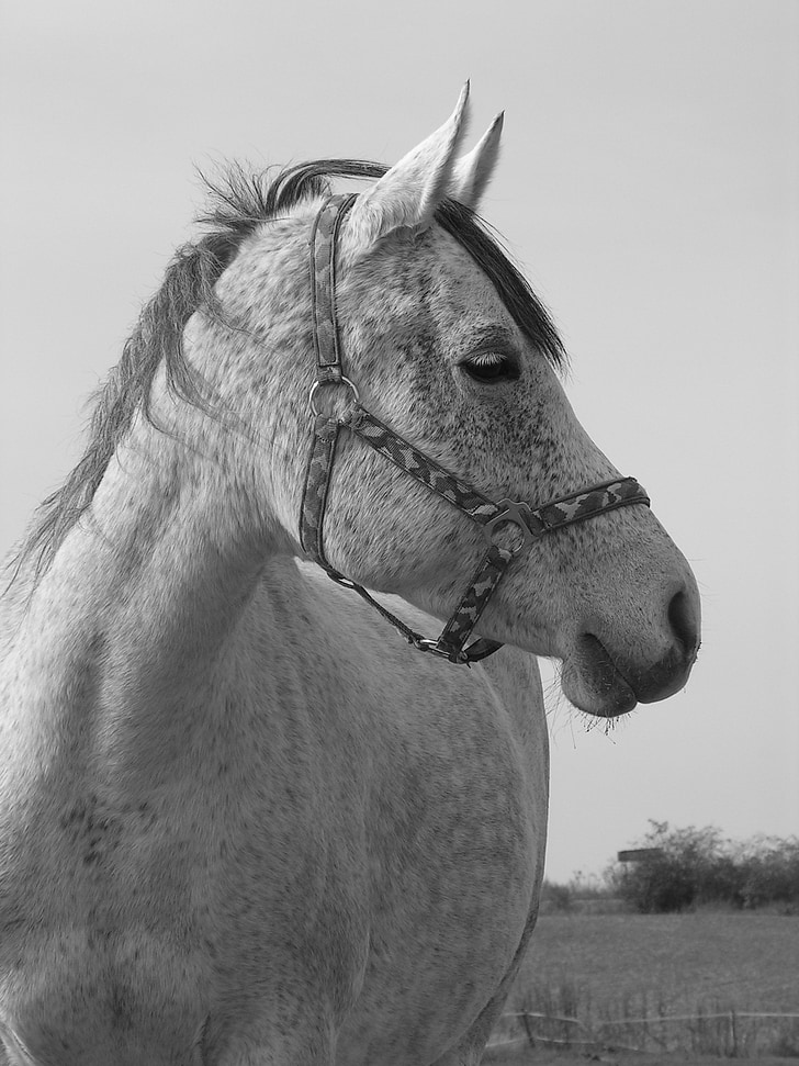 horse, portrait, white, head, profile, animal, black And White