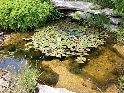 pond, nature, park, lily pads, natural, outdoor, summer