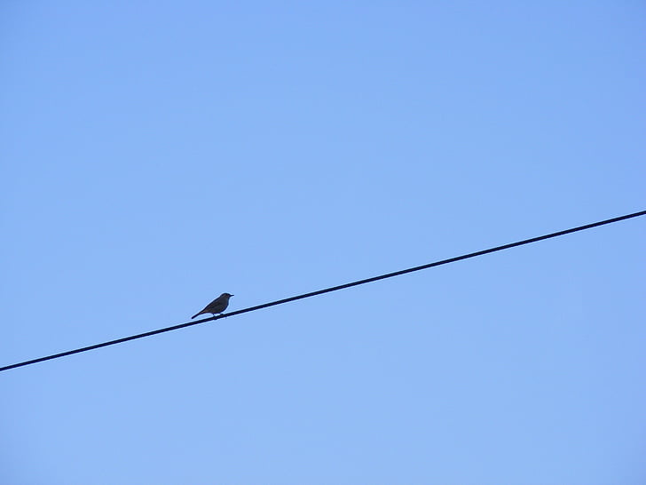 paukštis, elektros, kabelis, ne, dienos, dangus, siluetas