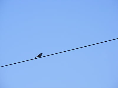 bird, electrical, cable, outside, daytime, sky, Silhouette