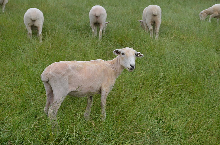 ovce, vuna, zelena, trava, Novi Zeland, livada, guzice