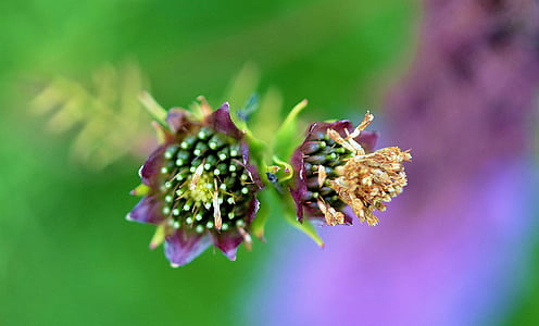Lila, Hoa, Sân vườn, Lilac, Thiên nhiên, vĩ mô, phấn hoa