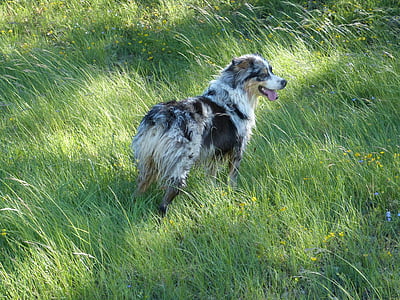 anjing, Berger, Australia, padang rumput, rumput, hewan, musim panas