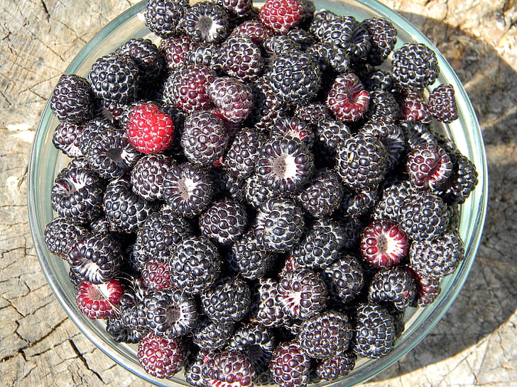 Malina, arónia čiernoplodá, zrelé maliny, Berry, čierne bobule, úroda, plody malín