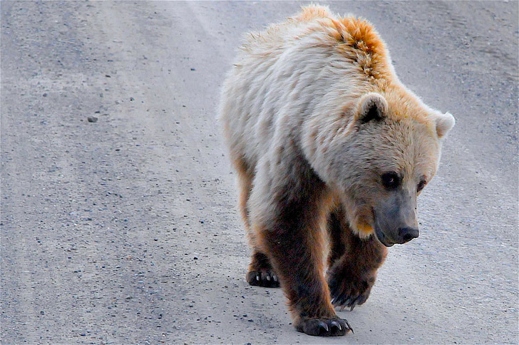grizzly bear, alaska, grizzly, bear, brown, wildlife, animal