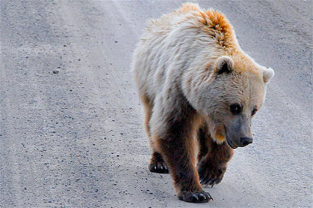 Orso Grizzly, Alaska, Grizzly, orso, marrone, fauna selvatica, animale
