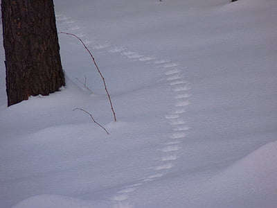 雪, 痕迹, 雪车道, 獐鹿, 跟踪, 寒冷, 冬天