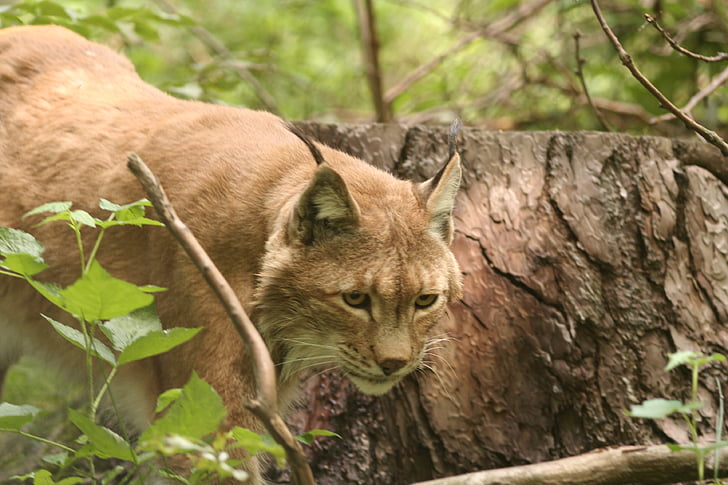gaupe, Lynx lynx, katten, villkatt, dyr, pattedyr, oppmerksomhet