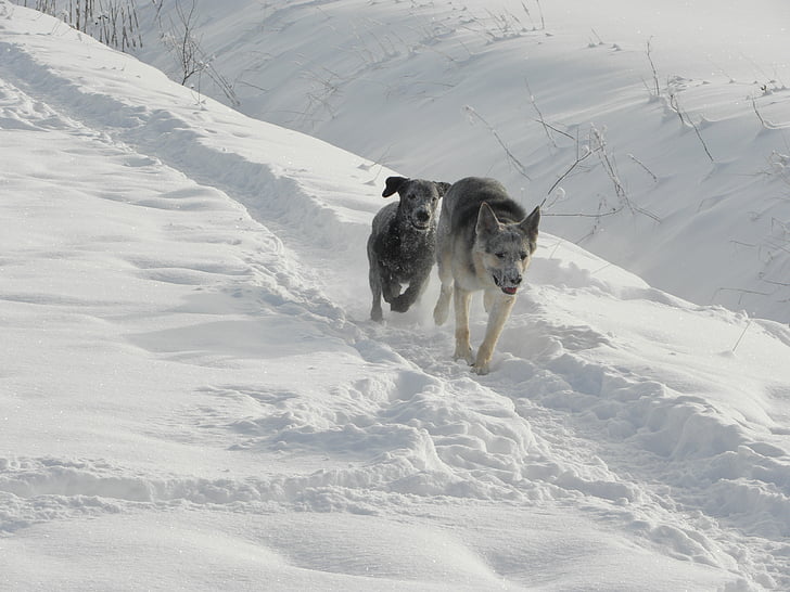 犬, 雪, 動物, 冬, 冷, 実行しています。, 霜