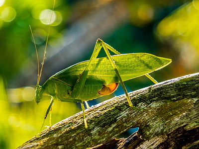 grasshopper, insect, close, green