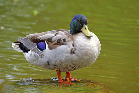 duck, water bird, bird, water, animal world