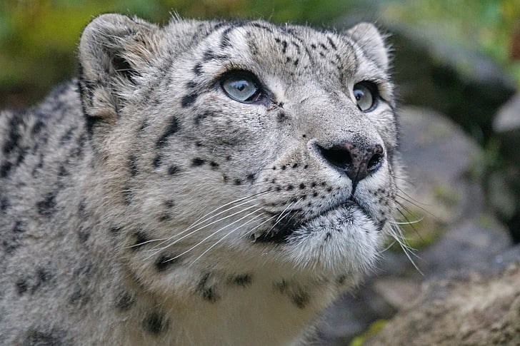 Snow leopard, Irbis, drapieżnik, Panthera uncia, wielki kot, plamy, szlachetny
