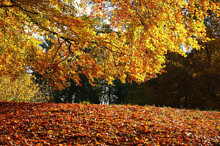 Herbst, Herbstlaub, Blätter, g, bunte, Waldboden, Herbstfarben