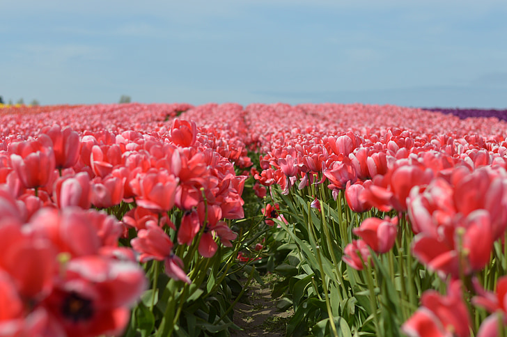 tulipán, virágok, északnyugati, Washington, tavaszi, természet, színes